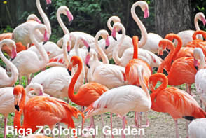 Riga Sightseeing - Zoological Garden